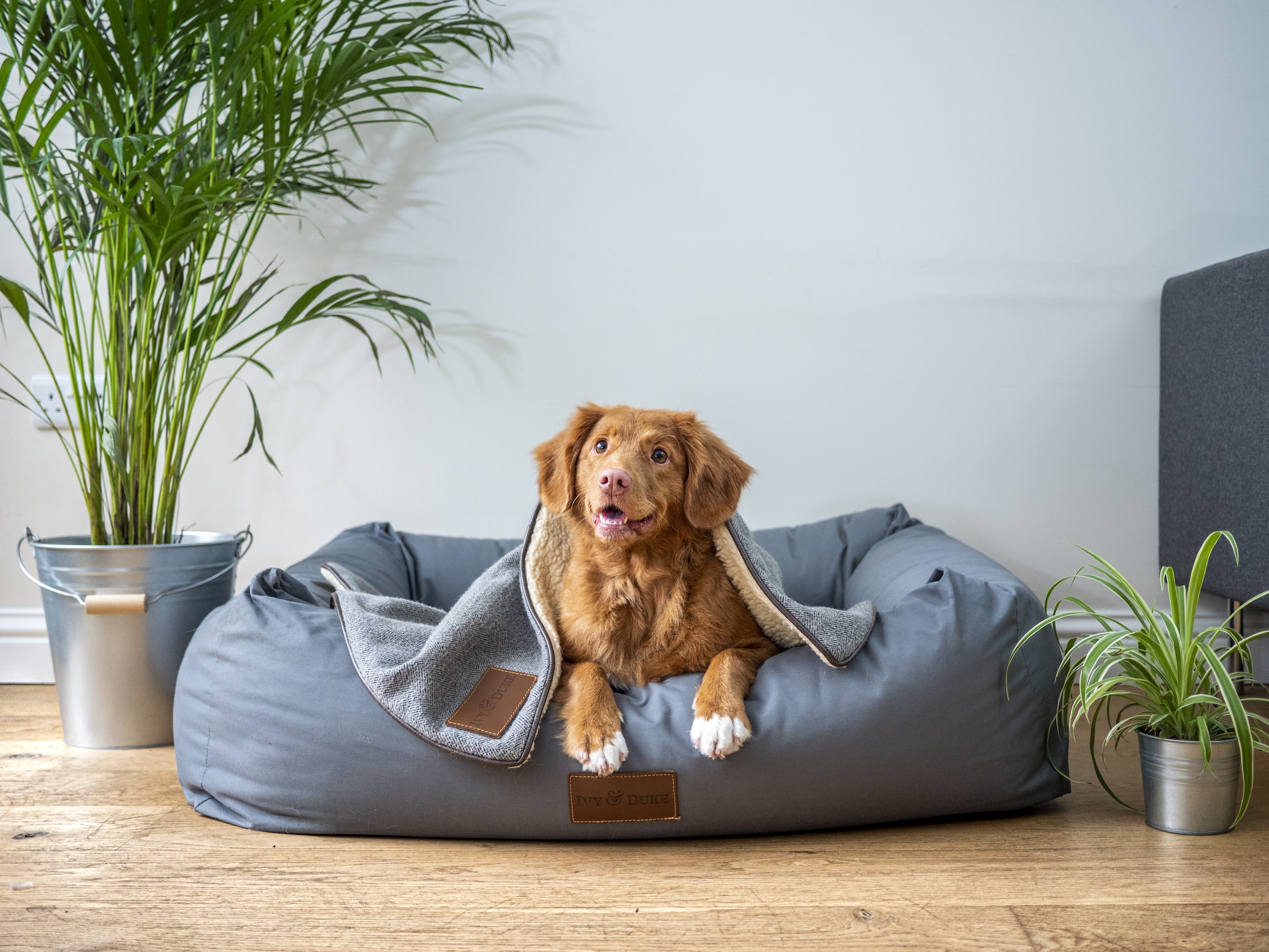 Pet friendly office - je to na rozhodnutí zamestnávateľa, alebo určené zákonom?